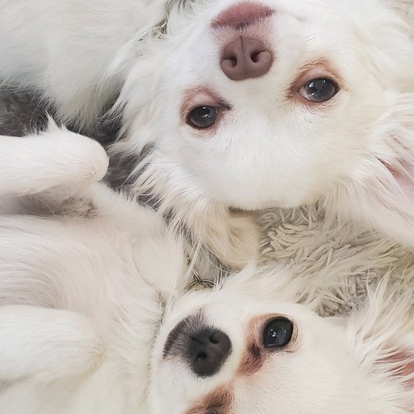 Meet your Posher, Amanda - Picture 2 of 3